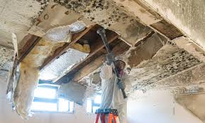 Trusted American Canyon, CA Mold Removal Experts